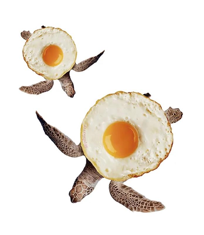 lamina-huevos-tortuga